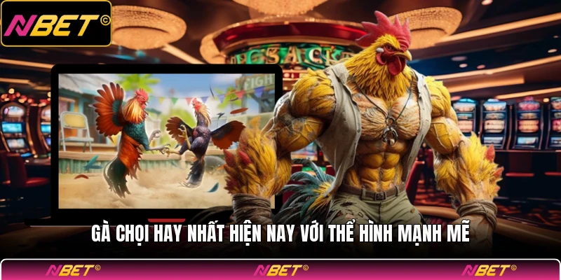 Gà chọi hay nhất hiện nay với thể hình mạnh mẽ