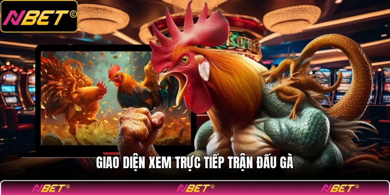 Giao diện xem trực tiếp trận đấu gà