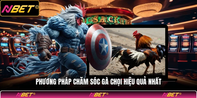 Phương pháp chăm sóc gà chọi hiệu quả nhất